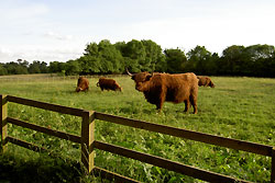 Cows standing in a field