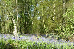 Trees at Plessey Woods