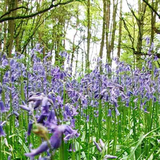 Image showing ​Tynedale Horticultural Service - Minsteracres