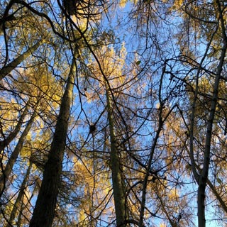 A larch forest 