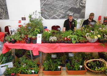 Hepscott park members selling a range of home grown plants