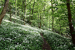 Bedlington woods showing wild garlic