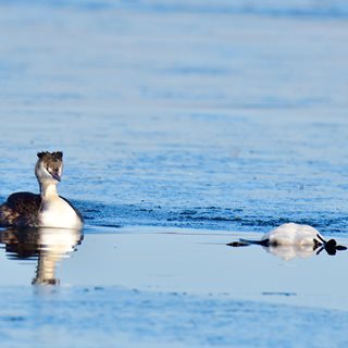 Image demonstrating Public urged not to pick up sick or dead birds following avian flu outbreak 