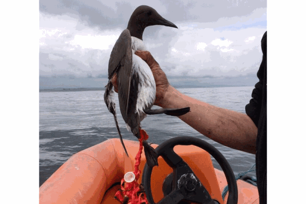 Image demonstrating Plea to use environmentally - friendly alternatives to balloon releases 