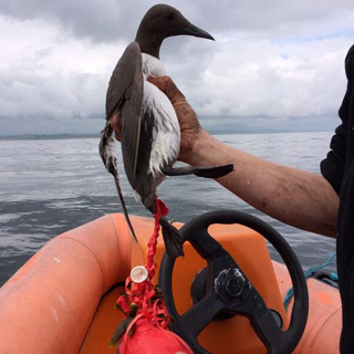 Image demonstrating  Plea to use environmentally- friendly alternatives to balloon releases 