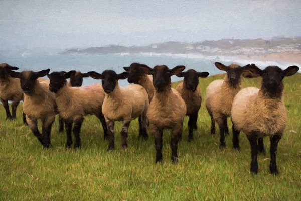 Image demonstrating New Bluetongue control measures introduced for moving livestock 
