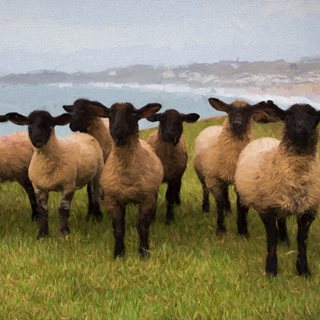 Image demonstrating New Bluetongue control measures introduced for moving livestock 