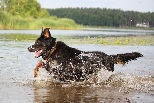 Image demonstrating Beware of fast flowing water when walking dogs