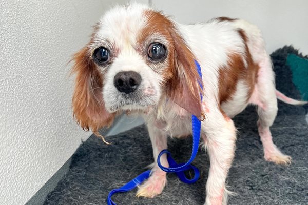 Image demonstrating Appeal to find owners of severely neglected dog found near Mitford 