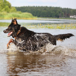 Image demonstrating Beware of fast flowing water when walking dogs