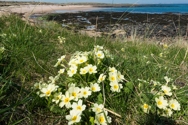 Image demonstrating Dumping garden waste will damage coastal ecosystem