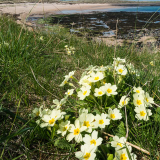 Image demonstrating Dumping garden waste will damage coastal ecosystem