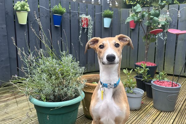 Image demonstrating Rescue dogs to be stars of 2024 charity calendar 