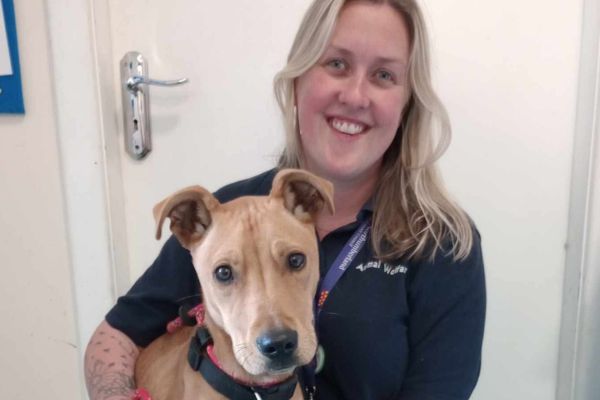 Image demonstrating Stray dog caught after two-weeks on the run 