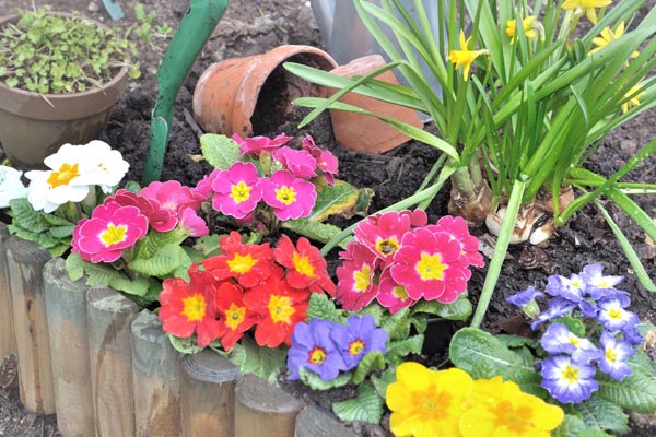 Image demonstrating A blooming marvellous result for Northumberland