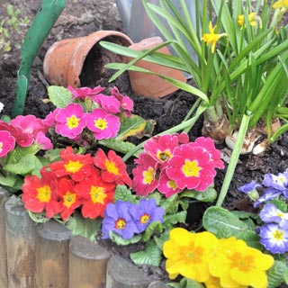 Image demonstrating A blooming marvellous result for Northumberland