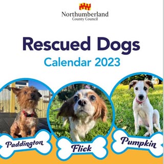 Image demonstrating Rescue dogs calendar raises money for animal charities 