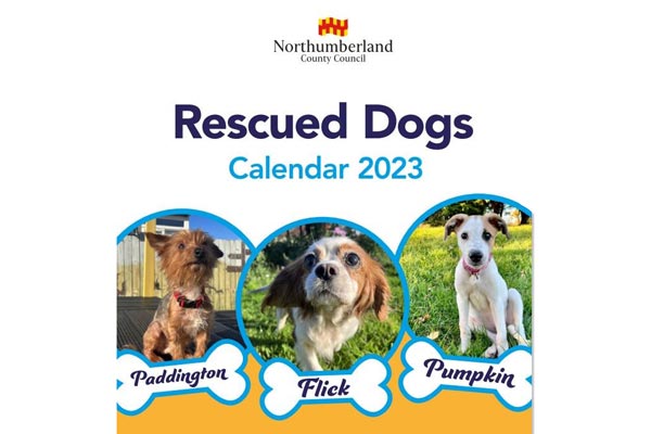 Image demonstrating Rescue dogs calendar raises money for animal charities 