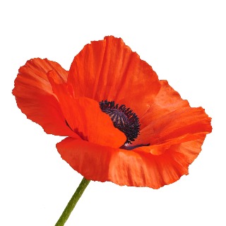 Image demonstrating Remembrance Day Service Invite