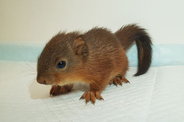 Image demonstrating Red squirrel rescue on Wooler Common