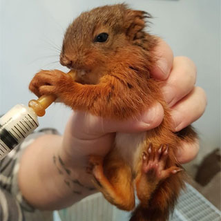 Image demonstrating Red squirrel rescue on Wooler Common