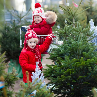 Christmas tree stock image