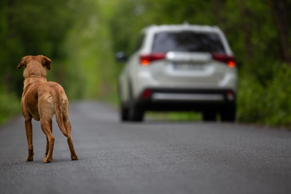 Image demonstrating Animal welfare team given RSPCA gold stamp of approval 