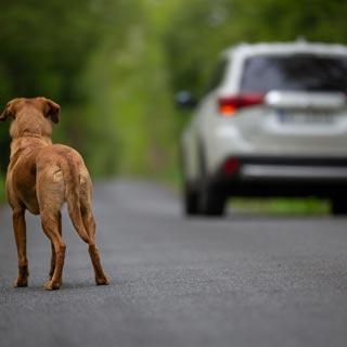 Image demonstrating Animal welfare team given RSPCA platinum stamp of approval 