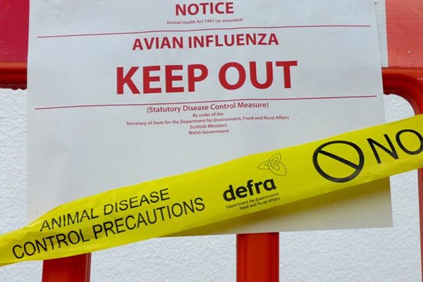 Image demonstrating Second outbreak of Avian flu confirmed in Northumberland 