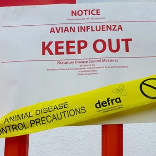 Image demonstrating Second outbreak of Avian flu confirmed in Northumberland 