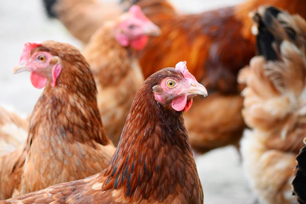 Image demonstrating New UK-wide housing order for poultry as avian flu cases increase  