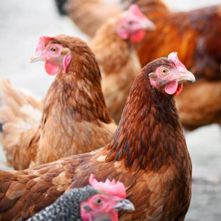 Image demonstrating New UK-wide housing order for poultry as avian flu cases increase  