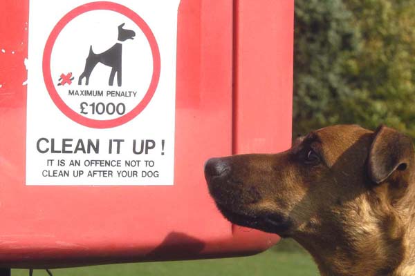 Showing the maximum penalty of £1000 for not cleaning up after your dog with a dog in the foreground