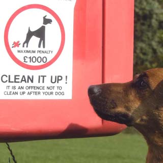 Showing the maximum penalty of £1000 for not cleaning up after your dog with a dog in the foreground