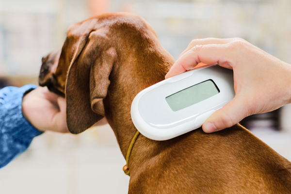 Image demonstrating Ensure dog microchip details are up to date – it's the law 