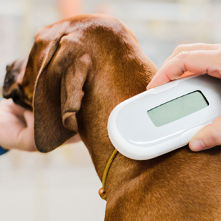 Image demonstrating Ensure dog microchip details are up to date – it's the law 