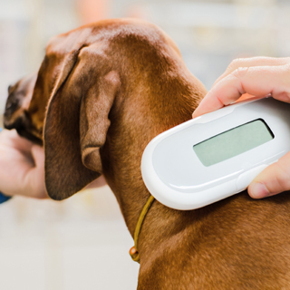 Image demonstrating Ensure dog microchip details are up to date – it's the law 