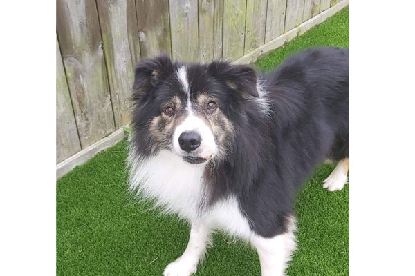 Wilson the border collie