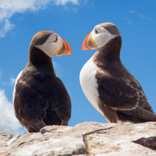 Image demonstrating County Council welcomes reopening of Farne Islands 