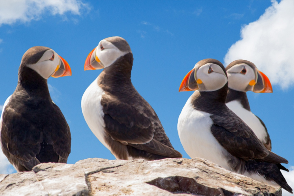 Image demonstrating County Council welcomes reopening of Farne Islands 