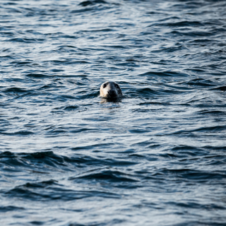 Seal swimming