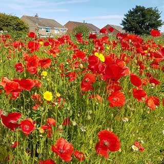 Image demonstrating Roadside wildflowers are blooming marvellous