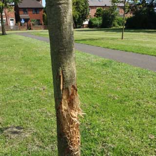 Image demonstrating Trees damaged in Ashington park attack