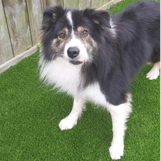 Wilson the border collie