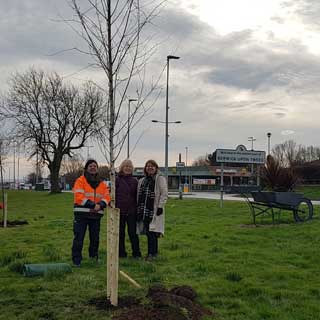 Tree planting taking place in Berwick