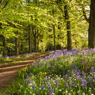 A countryside scene