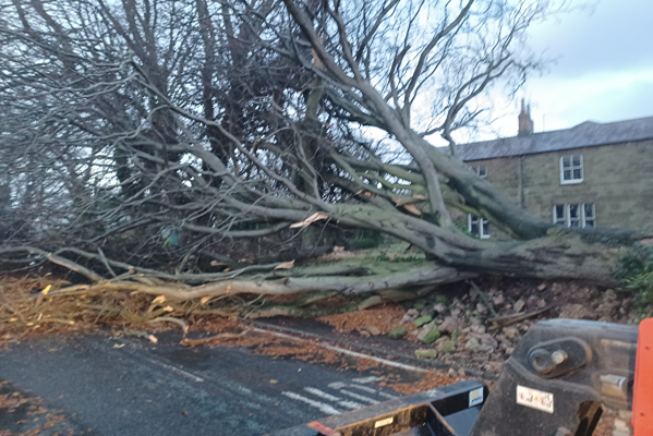 Tree Damage - Storm Arwen