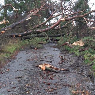 Damaged tree