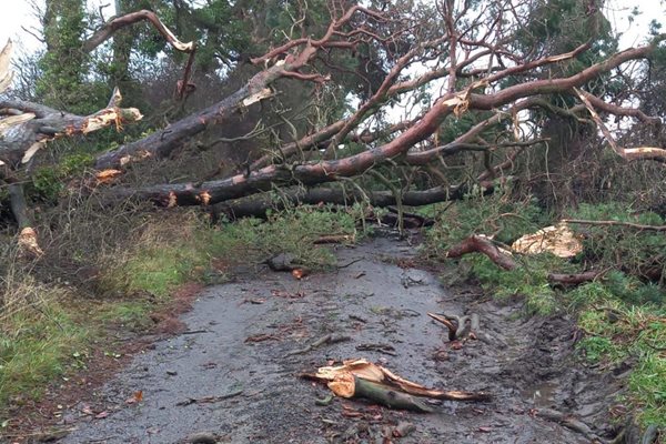 Damaged tree