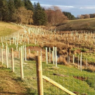 Image demonstrating New podcast aims to help farmers in Northumberland plant more trees